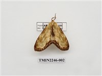 藏品(皮靄舟蛾)的圖片